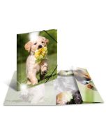 Photo Chemise à élastique A3 - Motif Chiens HERMA image