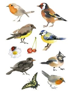 Photo HERMA : Lot de 30 stickers en papier - Oiseaux aquarelle - 3351